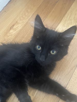 Georgia is a beautiful black kitten with bright expressive eyes and a calm observant nature She t