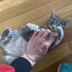 Savannah is a soft gray kitten with a fun-loving spirit and a lot of personality Shes playful conf