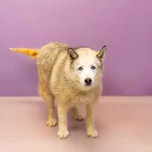Primary Color White Secondary Color Grey Weight 68lbs Age 10yrs 0mths 0wks Animal has been Spaye