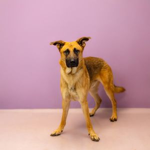 Primary Color Black Secondary Color Tan Weight 69lbs Age 5yrs 0mths 2wks Animal has been Neutere