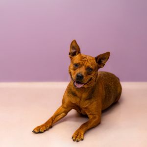 Primary Color Red Weight 575lbs Age 5yrs 1mths 0wks Animal has been Spayed