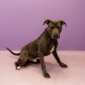 Primary Color Grey Weight 63lbs Age 4yrs 1mths 0wks Animal has been Neutered
