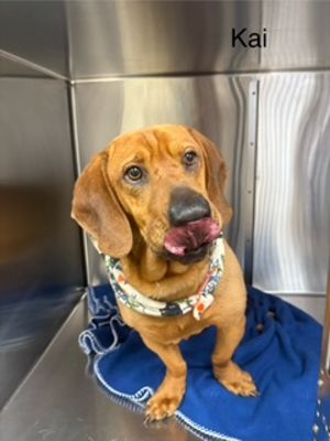 Kai Hound Dog