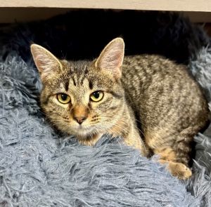 Jackie Domestic Short Hair Cat