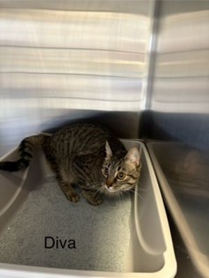 Diva Domestic Short Hair Cat