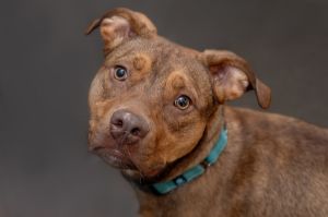 Maverick American Staffordshire Terrier Dog