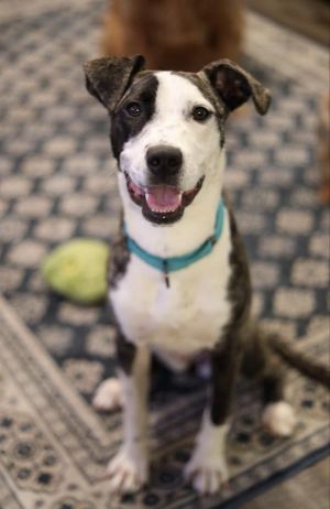 Primary Color Brindle Secondary Color White Weight 375lbs Age 1yrs 1mths 2wks Animal has been S