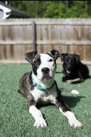 Nice to meet you My name is Cleopatra I am a huge cuddly ball of love and energy I love