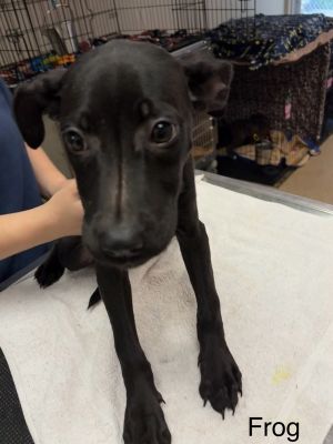 Primary Color Black Weight 2225lbs Age 0yrs 3mths 2wks Animal has been Spayed