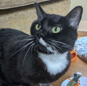 Primary Color Black Secondary Color White Weight 1118lbs Age 7yrs 3mths 0wks Animal has been Sp