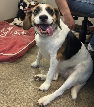 Primary Color Tri Color Weight 502lbs Age 8yrs 0mths 3wks Animal has been Spayed