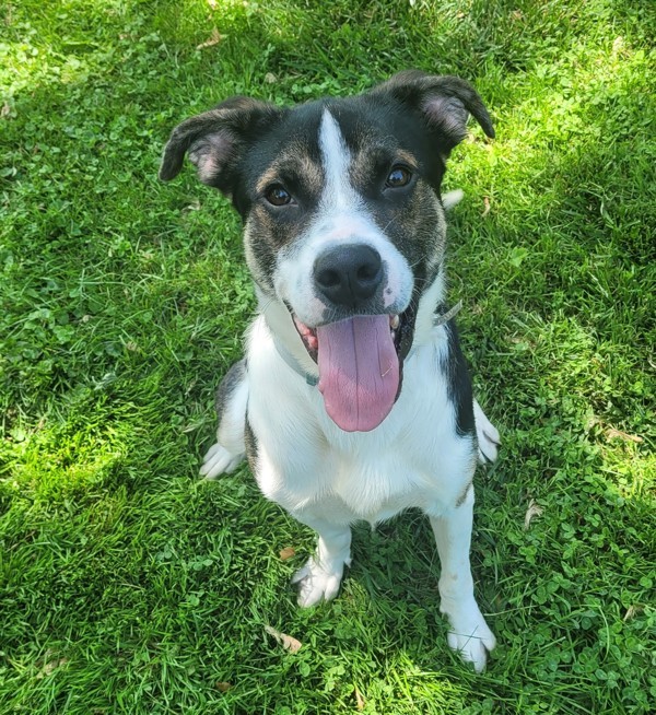 Bones, an adoptable Hound in Pickering, ON, L1V 6K7 | Photo Image 1