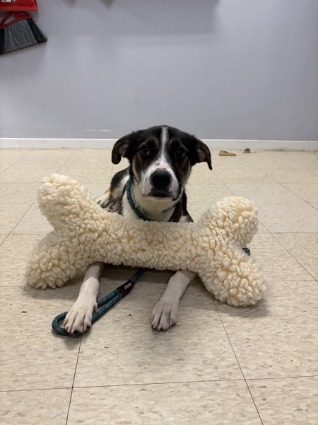 Bones, an adoptable Hound in Pickering, ON, L1V 6K7 | Photo Image 3