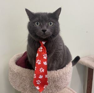 Fez, Adult Male Domestic Short Hair