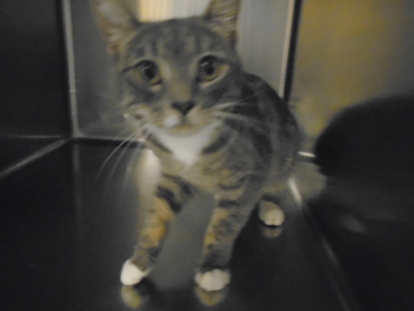 Pippin thumbnail 3