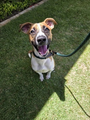 Iggy, an adoptable Mixed Breed in Honolulu, HI, 96826 | Photo Image 1