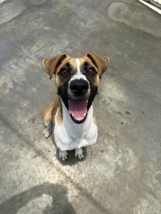 Iggy, an adoptable Mixed Breed in Honolulu, HI, 96826 | Photo Image 2
