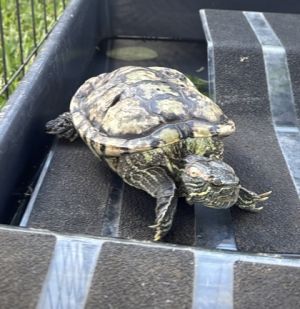 Kurtis, Adult Male unknown