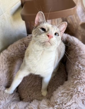 Shiitake, Adult Female Domestic Short Hair