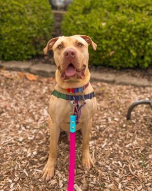 Henry Wu, Adult Male Mixed Breed