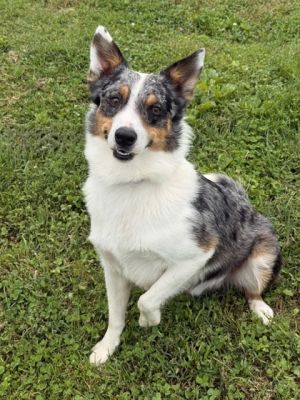 This beautiful handsome young man is Phil We think he has the most wonderful freckles on his coat