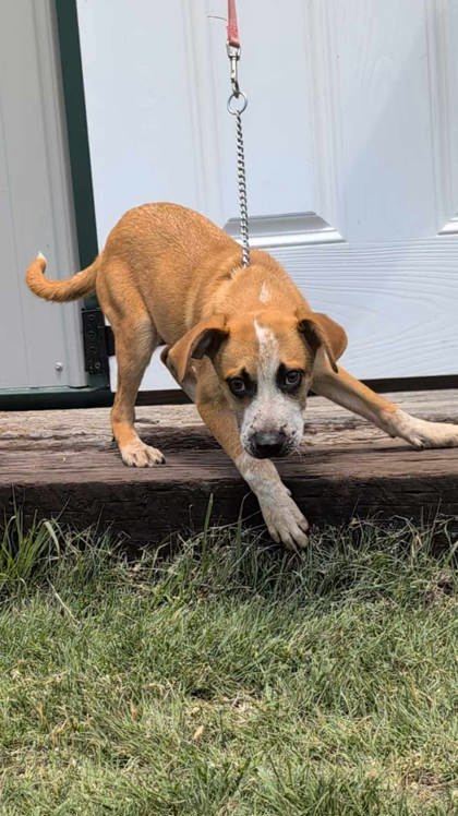 Monty, an adoptable Cattle Dog, Coonhound in McCook, NE, 69001 | Photo Image 1