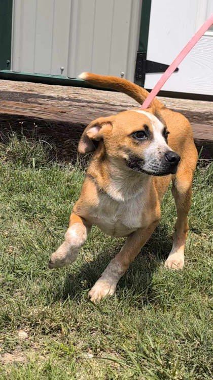 Monty, an adoptable Cattle Dog, Coonhound in McCook, NE, 69001 | Photo Image 2