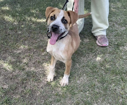 Monty, an adoptable Cattle Dog, Coonhound in McCook, NE, 69001 | Photo Image 3