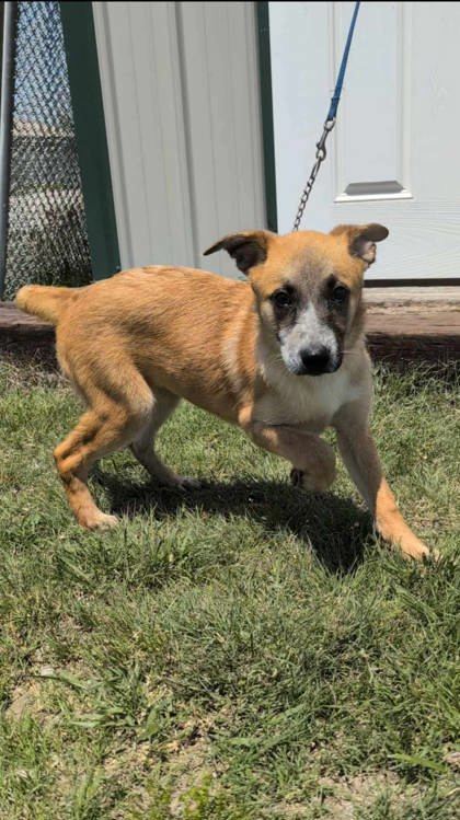 Niylah, an adoptable Cattle Dog, Coonhound in McCook, NE, 69001 | Photo Image 1