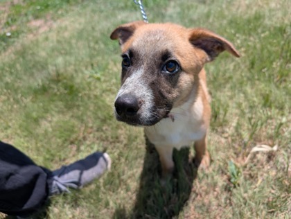 Niylah, an adoptable Cattle Dog, Coonhound in McCook, NE, 69001 | Photo Image 2