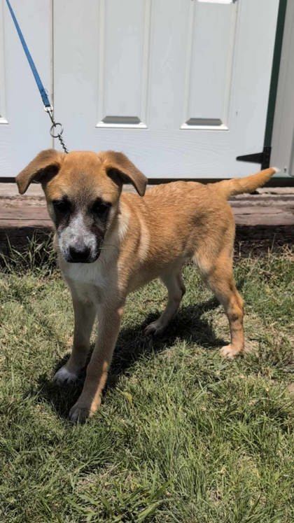 Niylah, an adoptable Cattle Dog, Coonhound in McCook, NE, 69001 | Photo Image 3