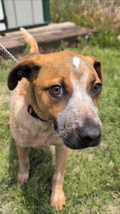 Jade, an adoptable Cattle Dog, Coonhound in McCook, NE, 69001 | Photo Image 1