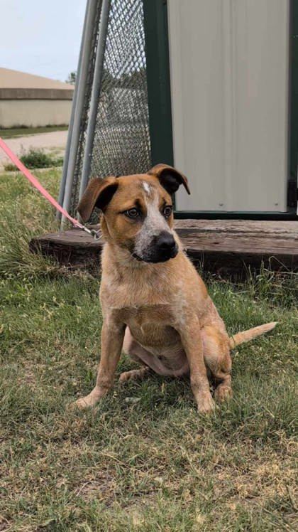 Jade, an adoptable Cattle Dog, Coonhound in McCook, NE, 69001 | Photo Image 1