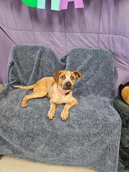 Jade, an adoptable Cattle Dog, Coonhound in McCook, NE, 69001 | Photo Image 2