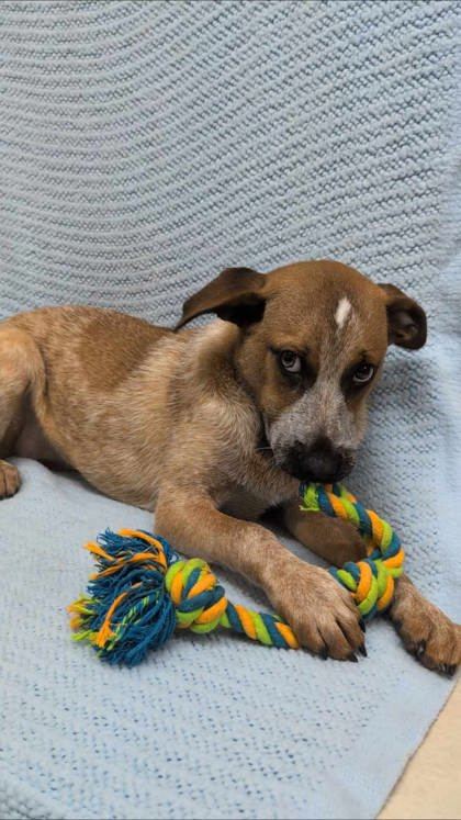 Jade, an adoptable Cattle Dog, Coonhound in McCook, NE, 69001 | Photo Image 2