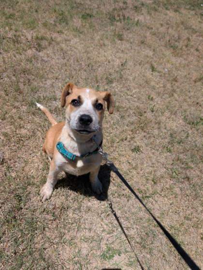Lincoln, an adoptable Cattle Dog, Coonhound in McCook, NE, 69001 | Photo Image 1