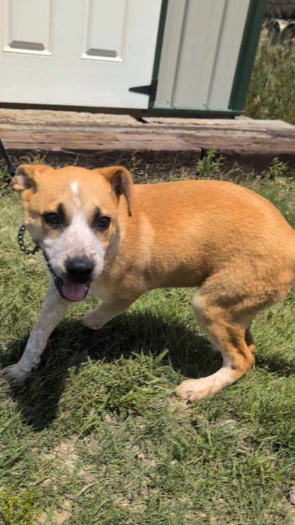 Lincoln, an adoptable Cattle Dog, Coonhound in McCook, NE, 69001 | Photo Image 2