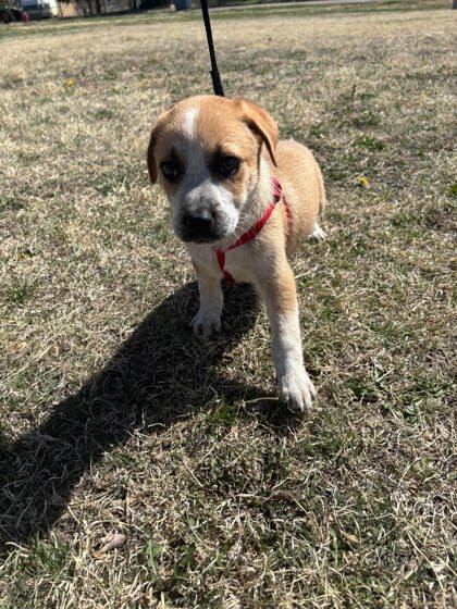 Lincoln, an adoptable Cattle Dog, Coonhound in McCook, NE, 69001 | Photo Image 3