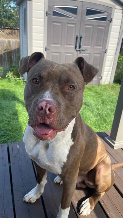 Nova