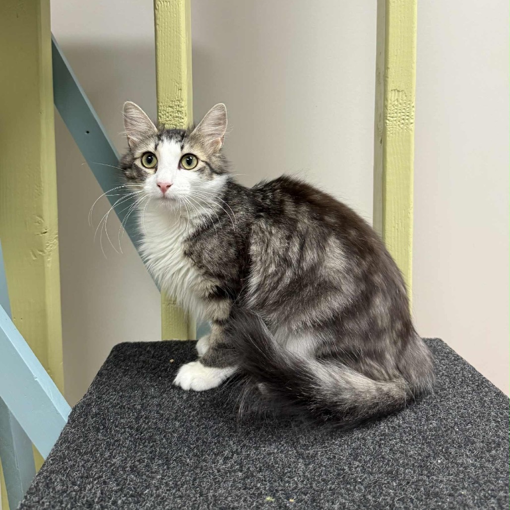 Nutella, an adoptable Domestic Long Hair in Wichita, KS, 67208 | Photo Image 1