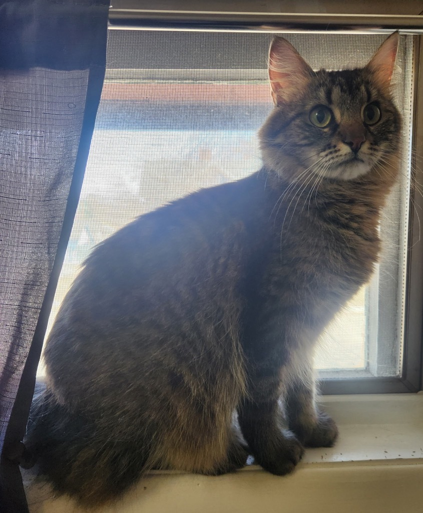 Mittens, an adoptable Domestic Medium Hair in Grand Rapids, MN, 55744 | Photo Image 1