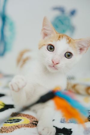 Bless, Baby Male Domestic Short Hair