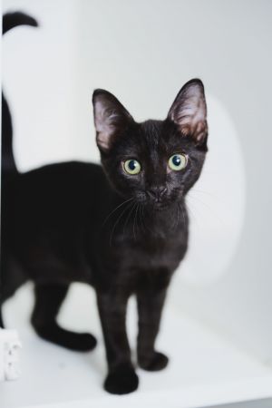 Anakin, Baby Female Domestic Short Hair