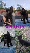 Anakin photo 4