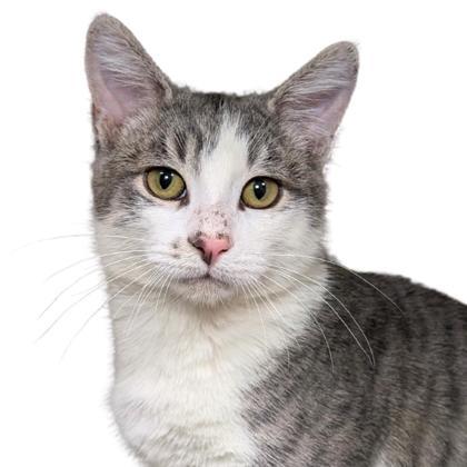 Slim Jim- PETSMART