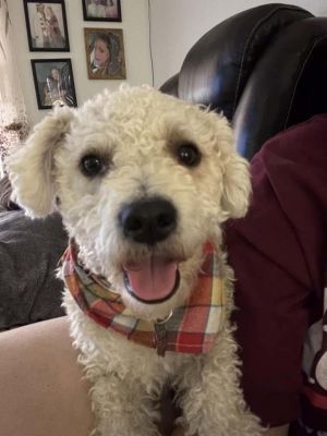 Gordo, Adult Male Poodle