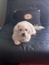 Gordo photo 4