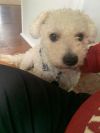 Gordo photo 5