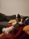 Batichica photo 3