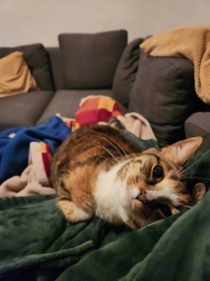 Freyja, Adult Female Domestic Short Hair